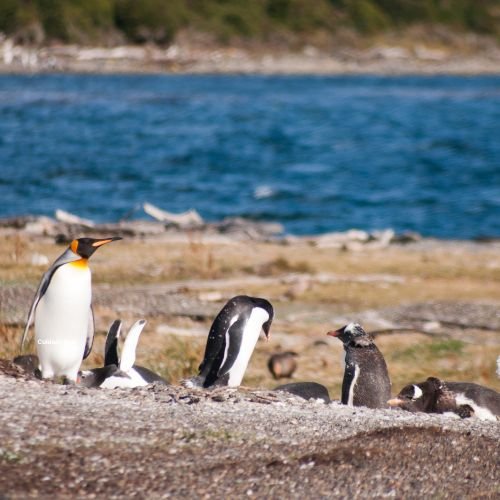 Imagem de pinguins nas ilhas do Canal Beagle durante navegação em Ushuaia, experiência da Rota Elementar na Patagônia Argentina.